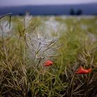 Spinnennetz im Nebel 