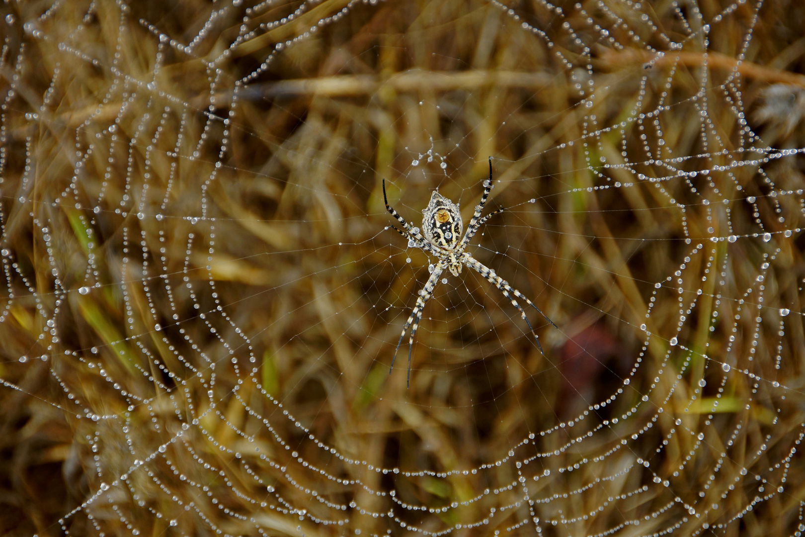 Spinnennetz im Nebel