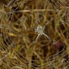 Spinnennetz im Nebel