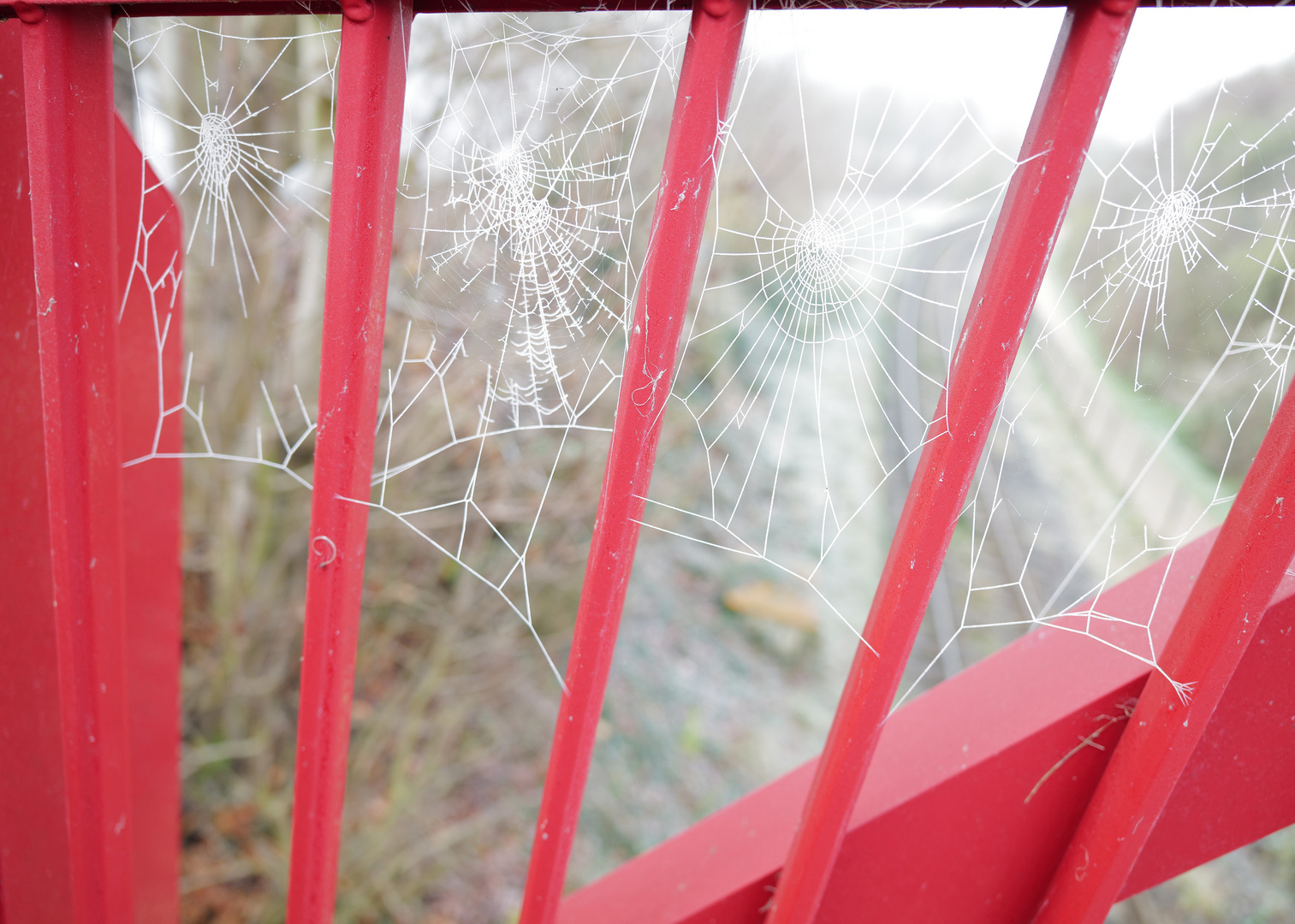 Spinnennetz im Nebel / Spiderweb in fog