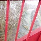 Spinnennetz im Nebel / Spiderweb in fog