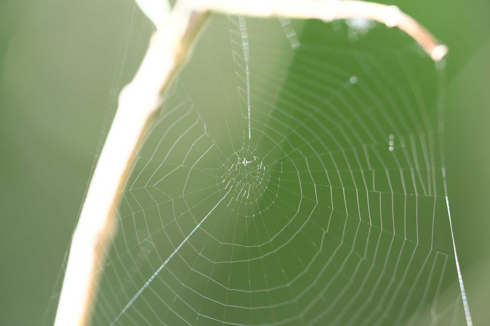 Spinnennetz im Olivenstrauch am Morgen