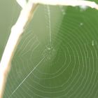 Spinnennetz im Olivenstrauch am Morgen