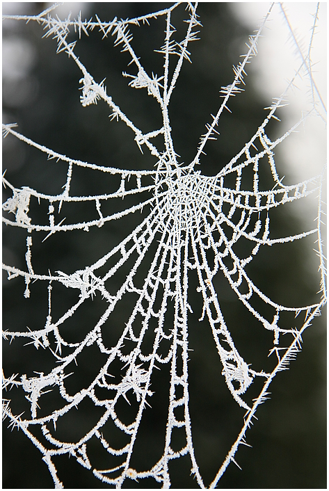 Spinnennetz im Rauhreif