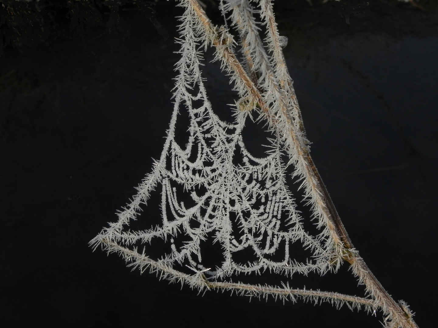 Spinnennetz im Raureifschmuck