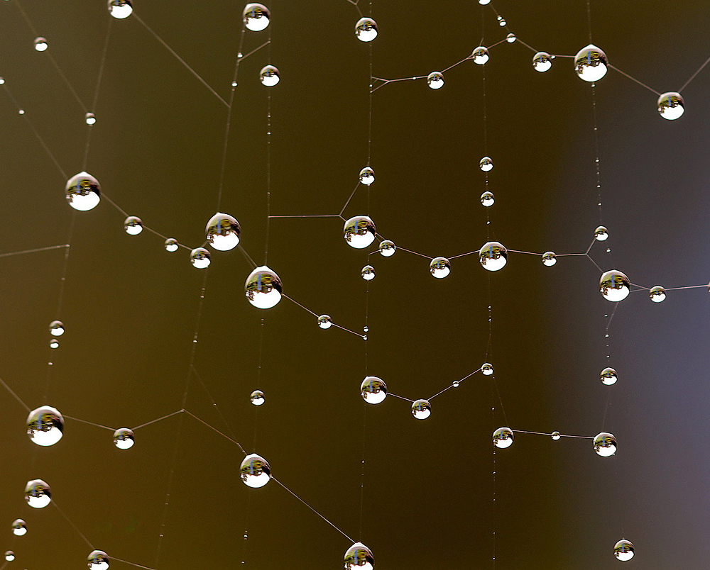 Spinnennetz im Regen.