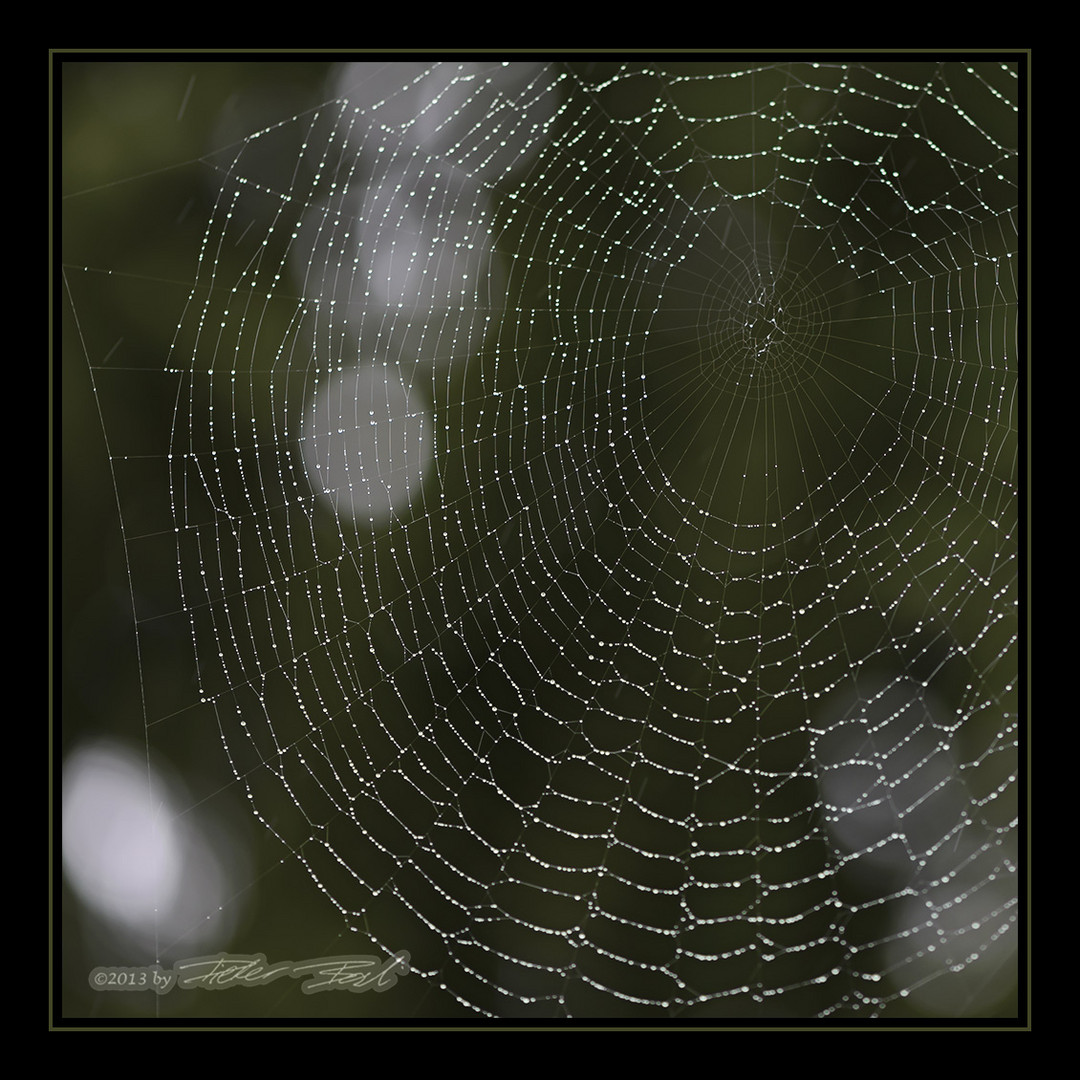 Spinnennetz im Regen