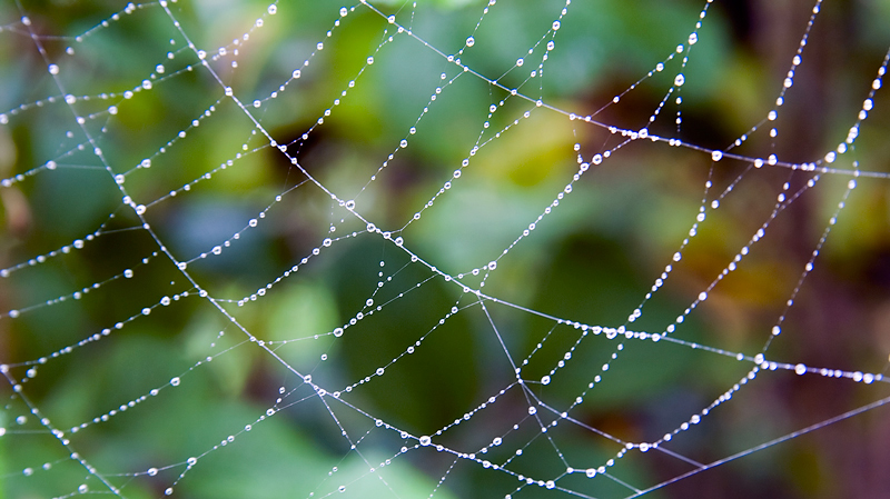 Spinnennetz im Regen