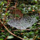 Spinnennetz im Regen