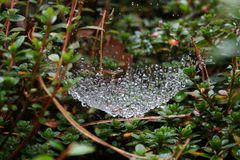 Spinnennetz im Regen