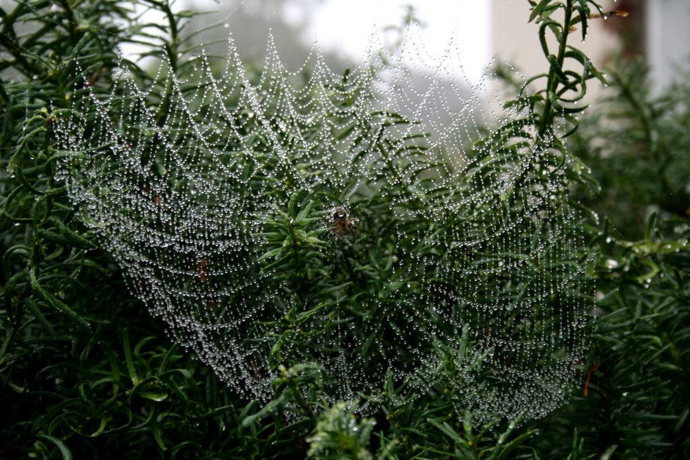 Spinnennetz im Regen