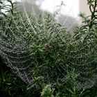 Spinnennetz im Regen