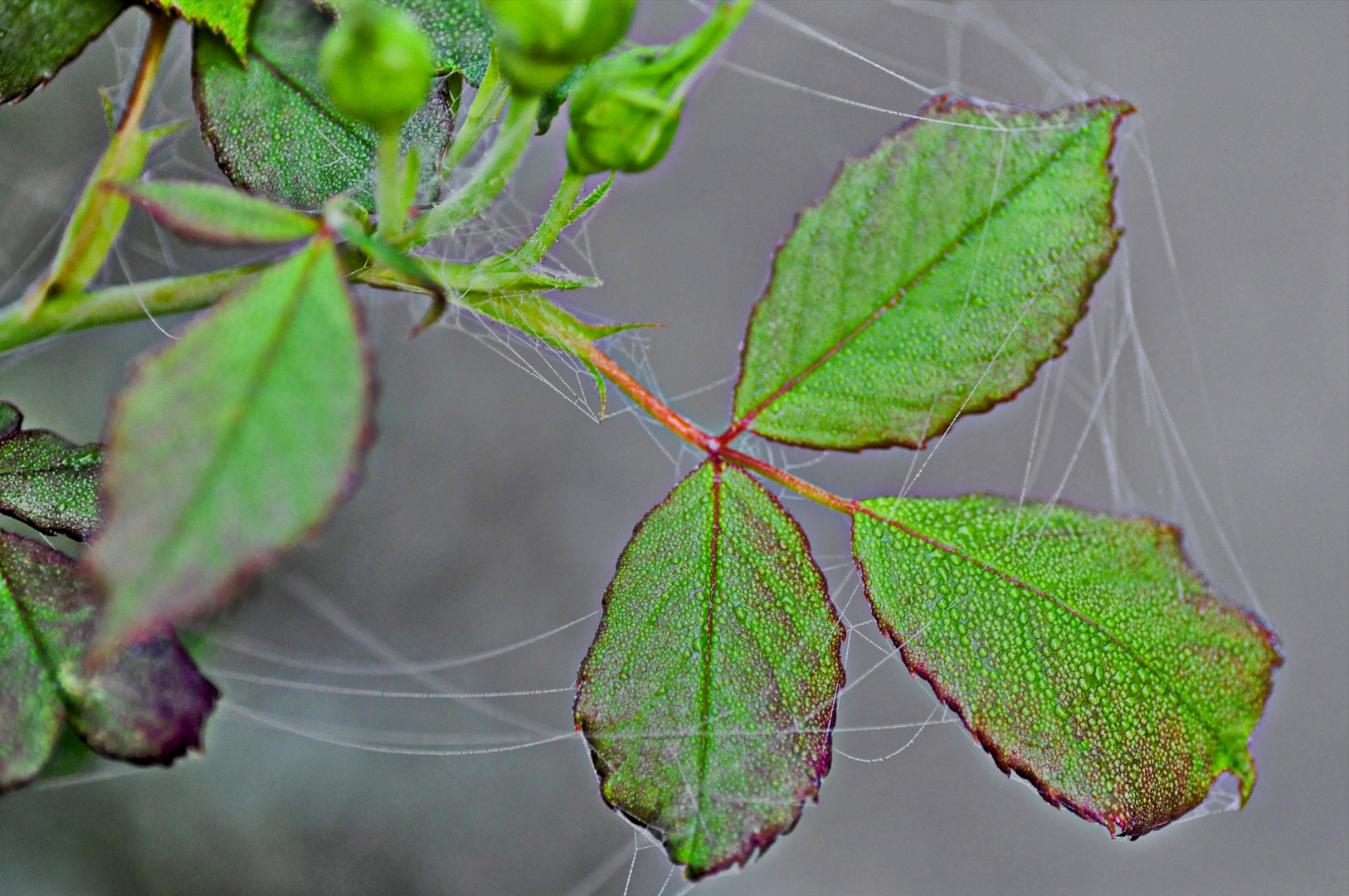 Spinnennetz im Rosenbusch