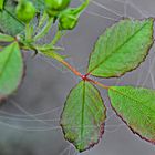 Spinnennetz im Rosenbusch