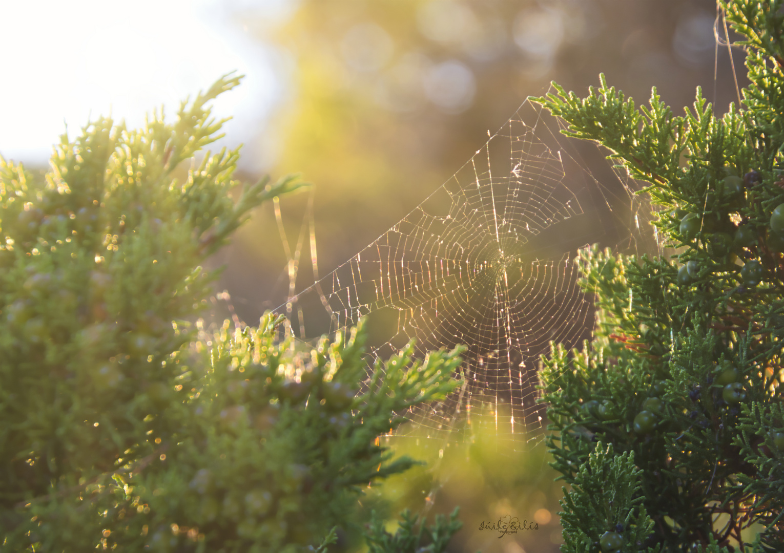 *** Spinnennetz im Sonnenlicht ***