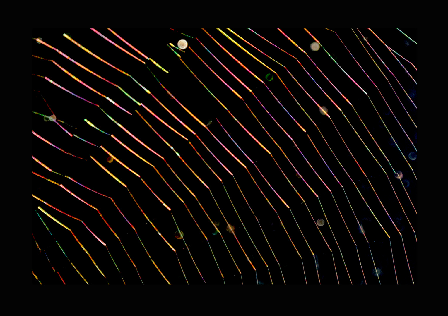 Spinnennetz im Sonnenlicht