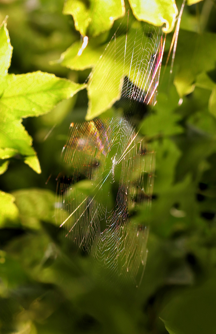 Spinnennetz im Sonnenlicht