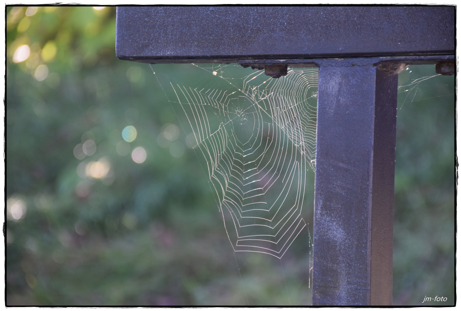 Spinnennetz im Sonnenlicht