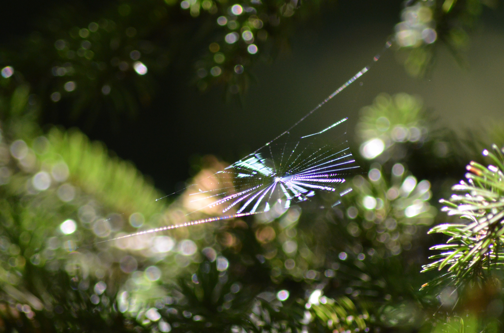 Spinnennetz im Sonnenlicht