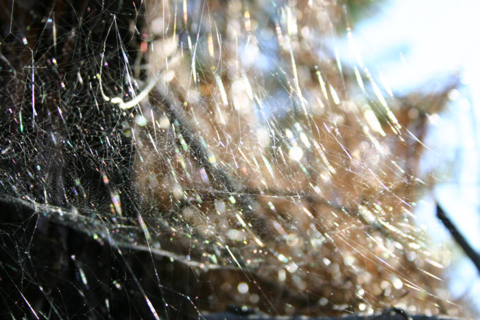Spinnennetz im Sonnenschein