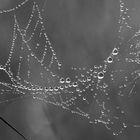 Spinnennetz im Tau