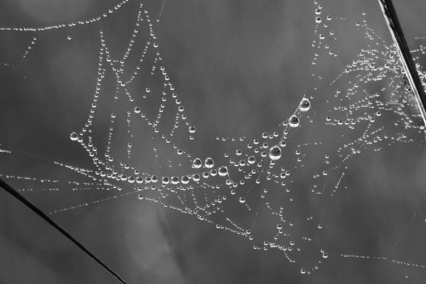 Spinnennetz im Tau