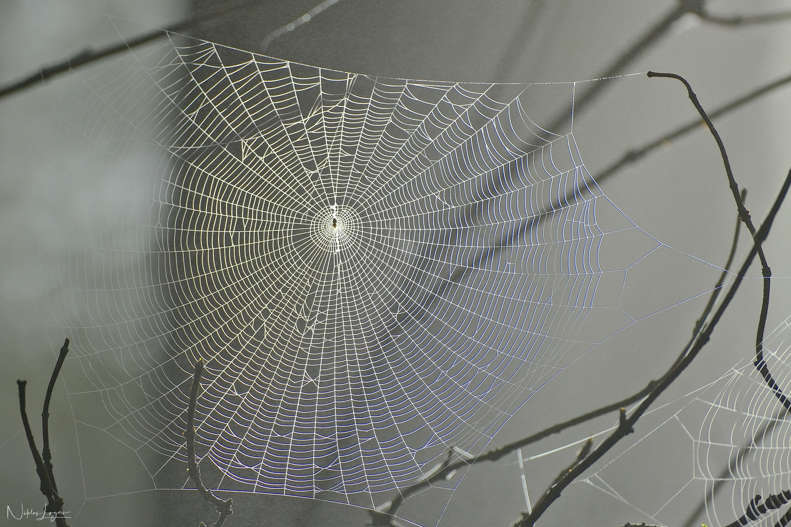 Spinnennetz im Tau