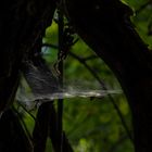 Spinnennetz im Urwald