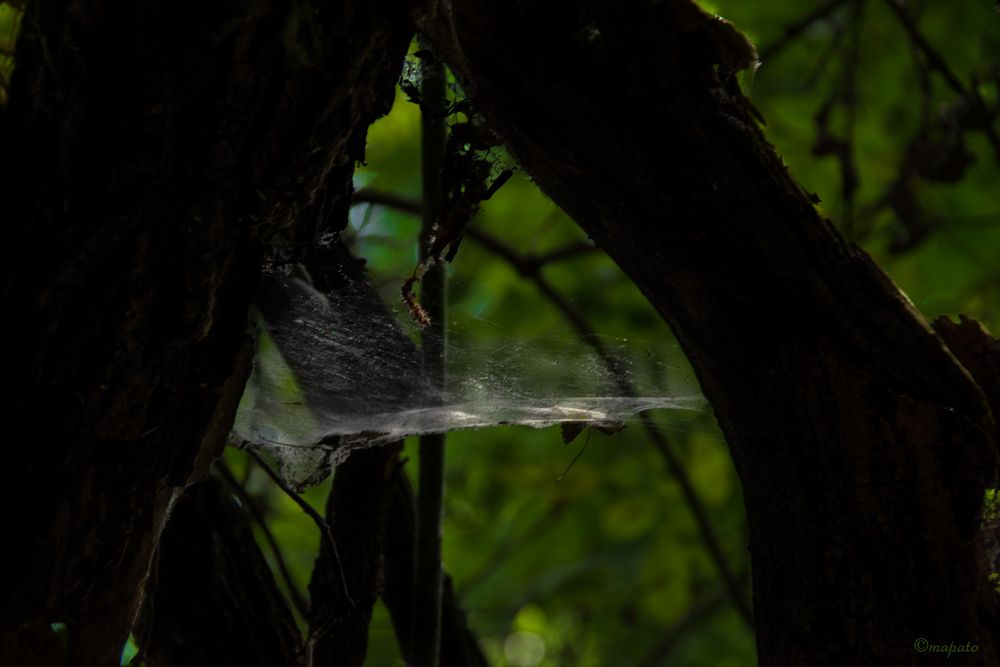 Spinnennetz im Urwald