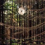 Spinnennetz im wald