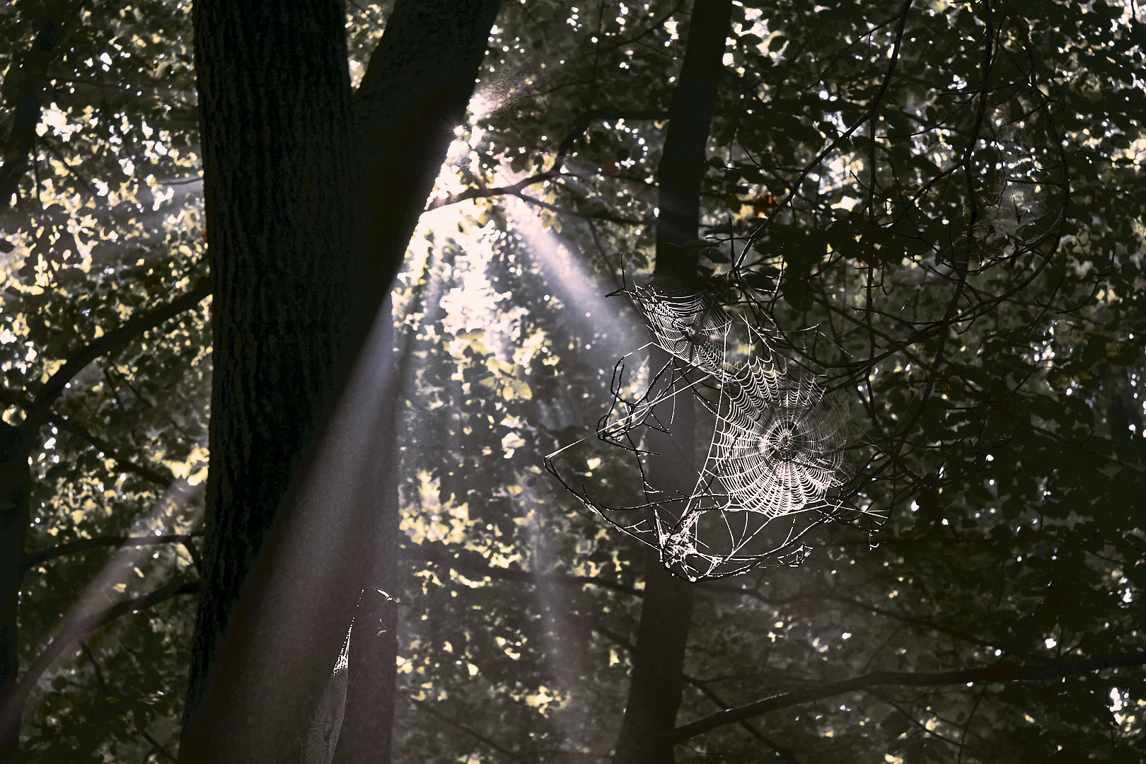 Spinnennetz im Wald