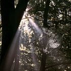 Spinnennetz im Wald