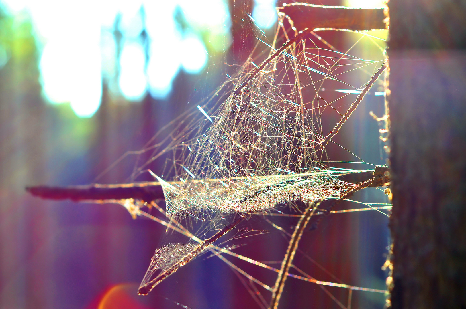 Spinnennetz im Wald