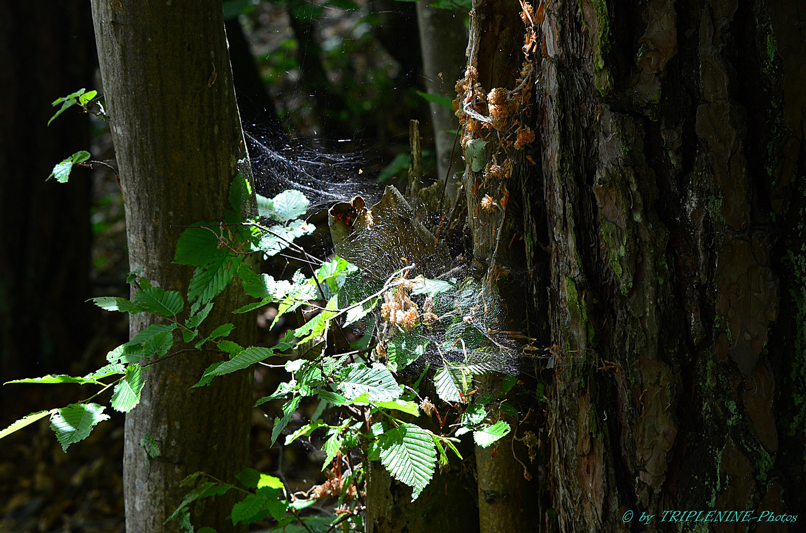 Spinnennetz im Wald