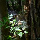 Spinnennetz im Wald