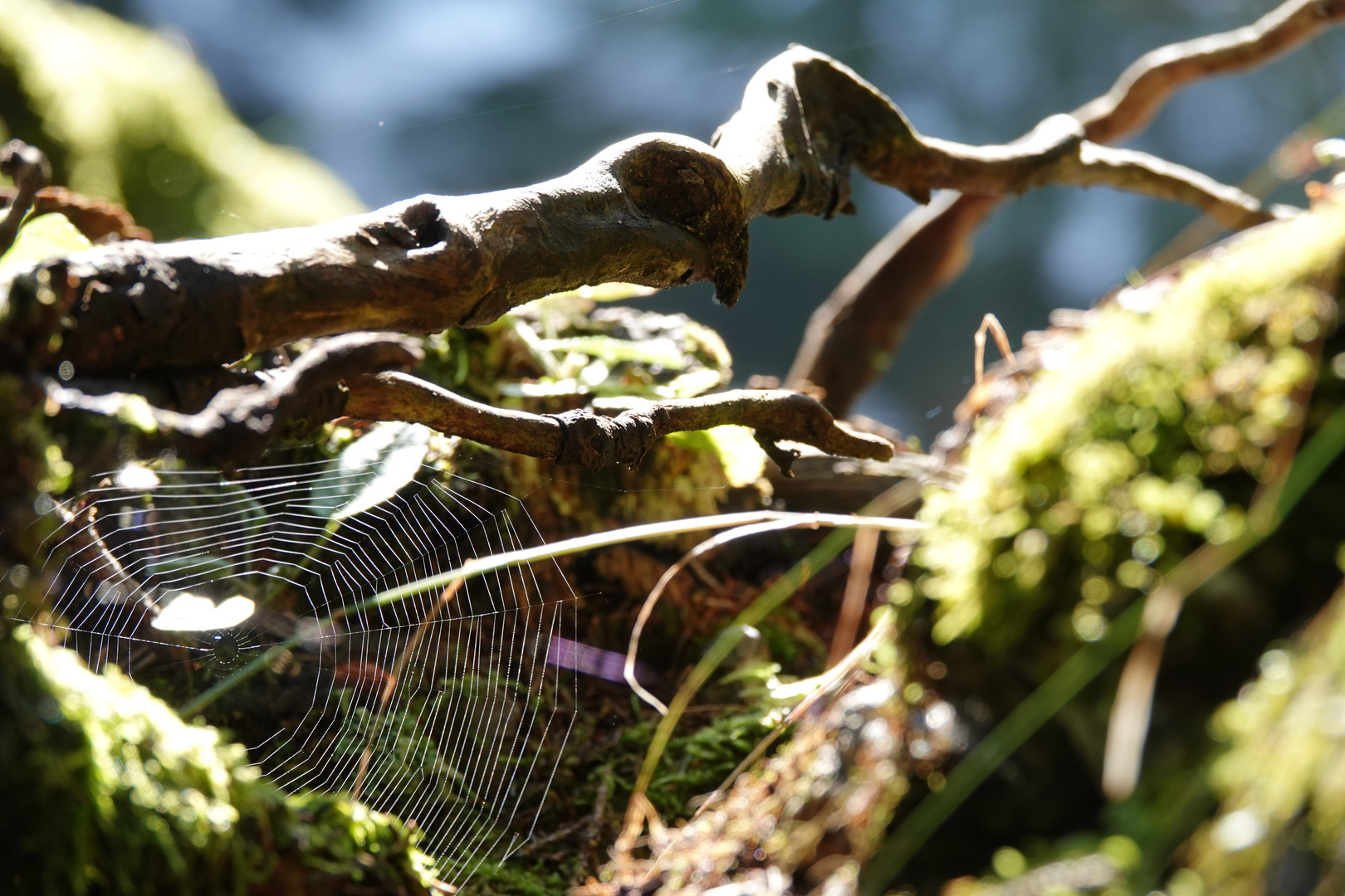 Spinnennetz im Wald