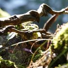 Spinnennetz im Wald