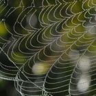 Spinnennetz im Wind