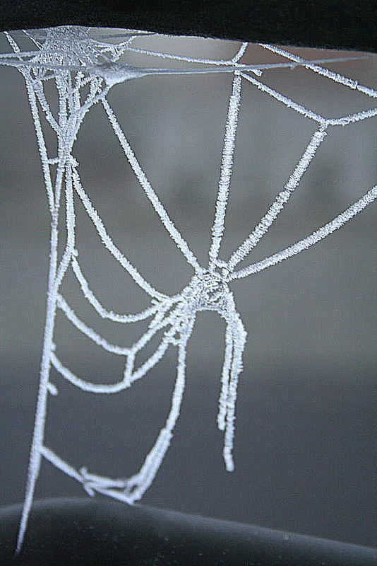 Spinnennetz im Winter