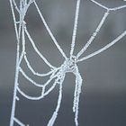Spinnennetz im Winter