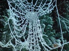 Spinnennetz im Winterschlaf