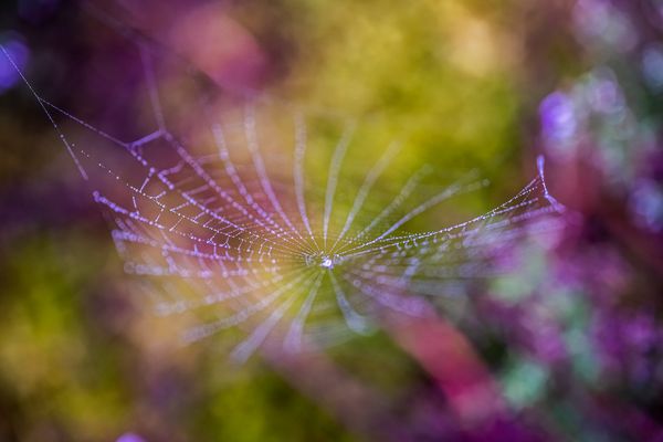 Spinnennetz in blühender Heide