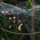 Spinnennetz in den Gräsern 1