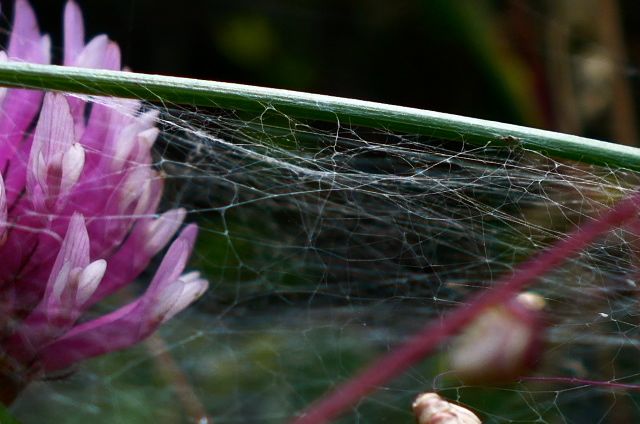 Spinnennetz in den Gräsern 5