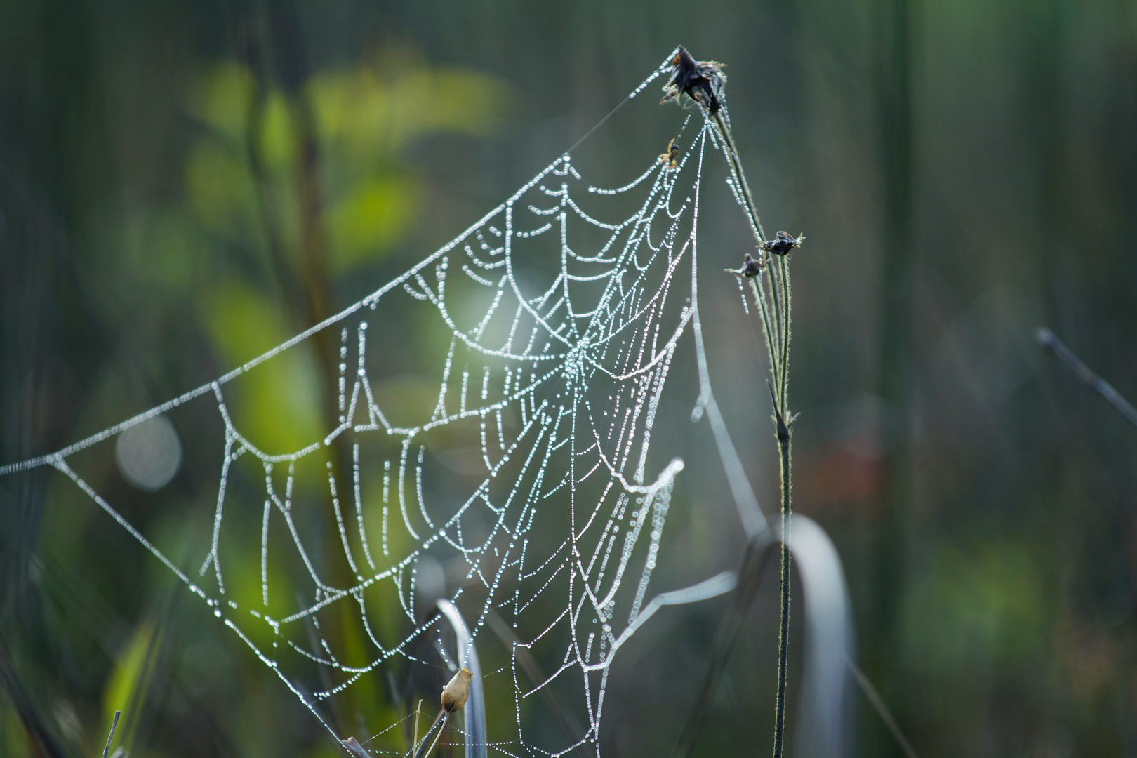 Spinnennetz in den Morgenstunden