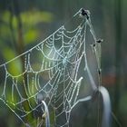 Spinnennetz in den Morgenstunden