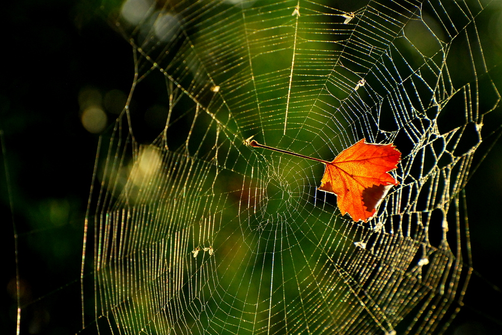 Spinnennetz in der Abendsonne