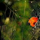 Spinnennetz in der Abendsonne