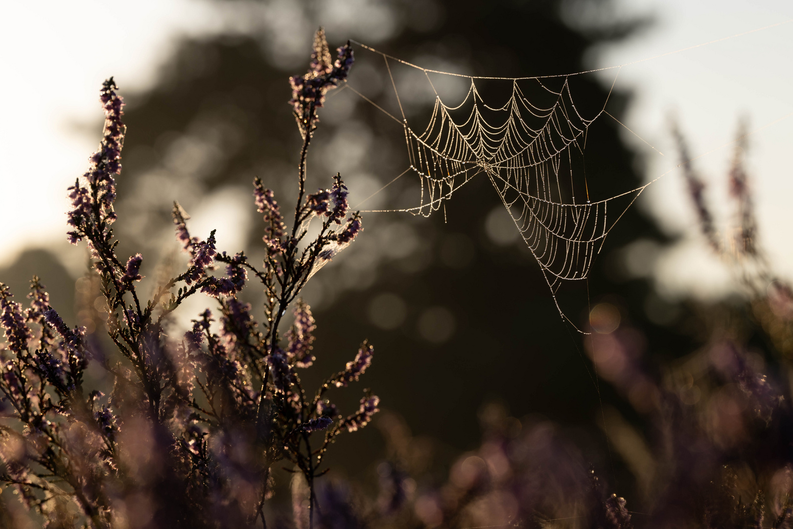 Spinnennetz in der Heide