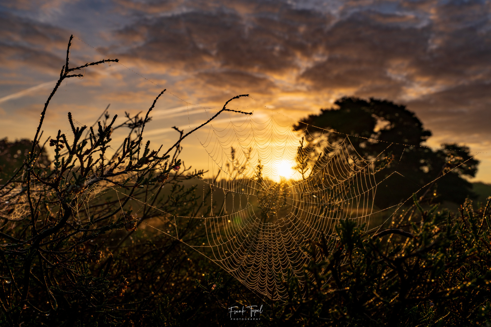 Spinnennetz in der Heide bei Sonnenaufgang